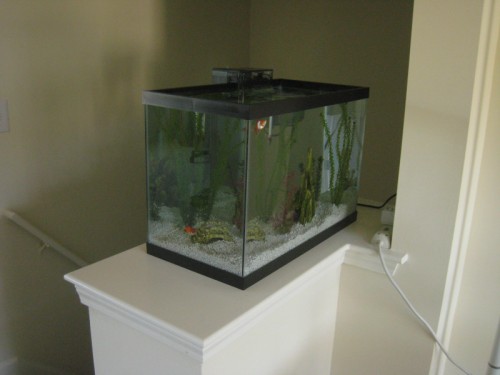 goldfish tank decorations. and two goldfish: