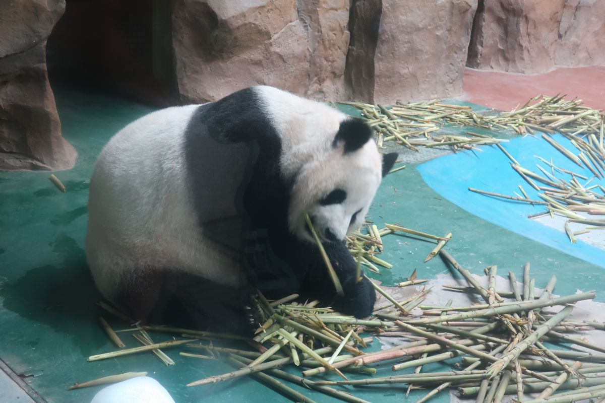 China 2019 (6/10) – Pandas & More